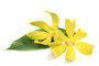 Organic Ylang Ylang Essential Oil