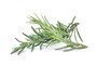 Organic Rosemary Essential Oil