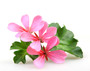 Organic Rose Geranium Essential Oil