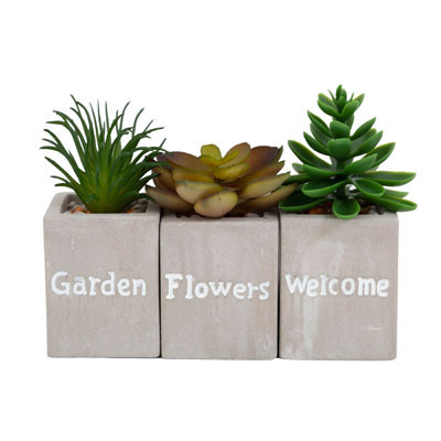SUCCULENTS 3AST W/CEMENT BASE UPC LBL/BASE SIZE 1.65 X 2.13IN WHITE CASE CUT CARTON DISPLAY