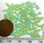 5328 3mm Chrysolite Opal Shimmer 2X Bicone (x48)