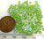 5328 3mm Peridot Shimmer 2x Bicone (x48)