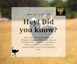 Do you know what an Ostrich does when threatened?