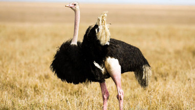 Fascinating Facts About Ostriches Fascinating Facts About Ostriches