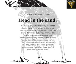 ​Does an ostrich bury its head in the sand? 