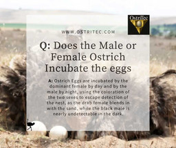 Does the Male or Female Ostrich Incubate the eggs