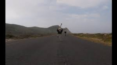 Ostrich chasing cyclist Ostrich chasing cyclist