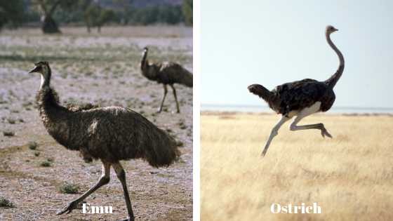Emu And Ostrich Comparison Emu Or Ostrich Spot The Difference Between Emu And Ostrich Comparison Emu Or Ostrich Spot The Difference Between