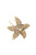Lumière Starfish Crystal Hair Stick in champagne
