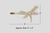 Auréline Dragonfly Crystal Magnetic Barrette: champagne dragonfly with size callouts