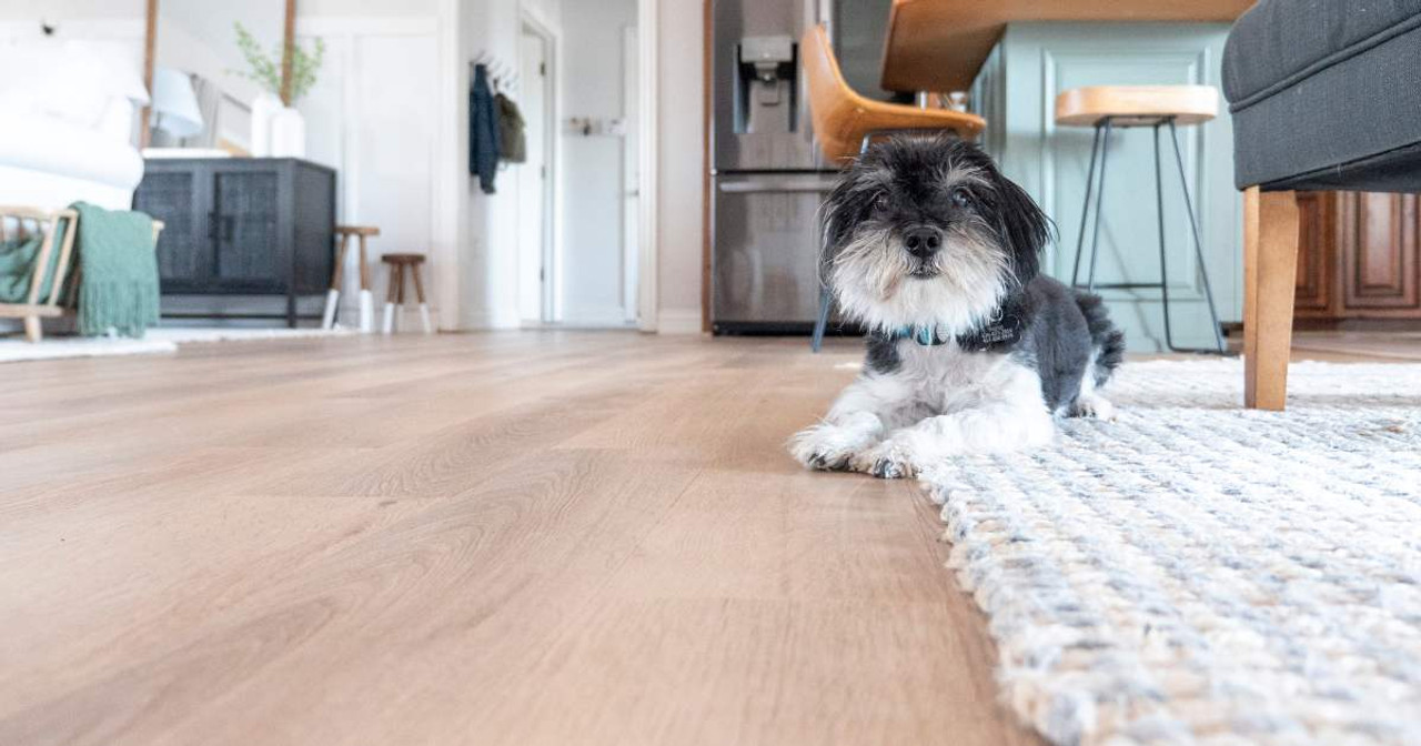 can dogs walk on wooden floors