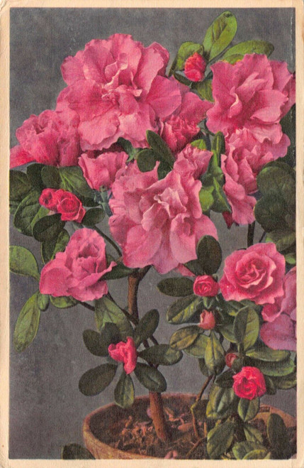 Pink Azalea Postmark 1952 Postcard 