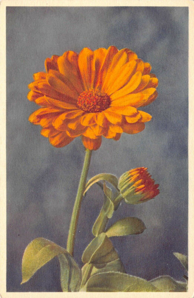 Calendula Officinalis Common Marygold  Postcard 