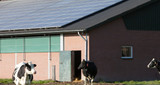 OFF-GRID POWER FOR ANIMAL SHELTERS, BARNS, AND HOMESTEADS