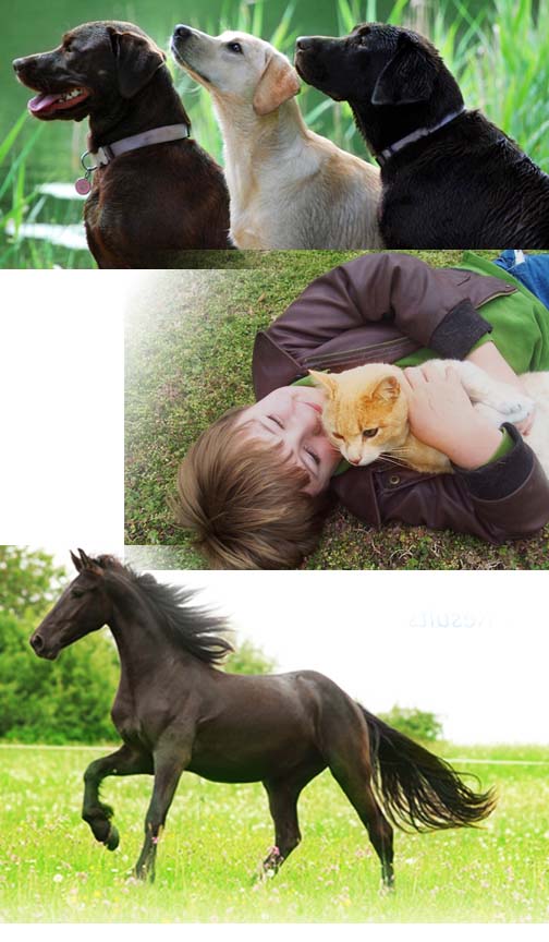 det-dog-cat-horse1.jpg