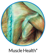 pw-ov-muscle.jpg pw-ov-muscle.jpg