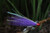 Tackle Fortress Walleye/White Bass Streamer Fly - Solid (2pack)