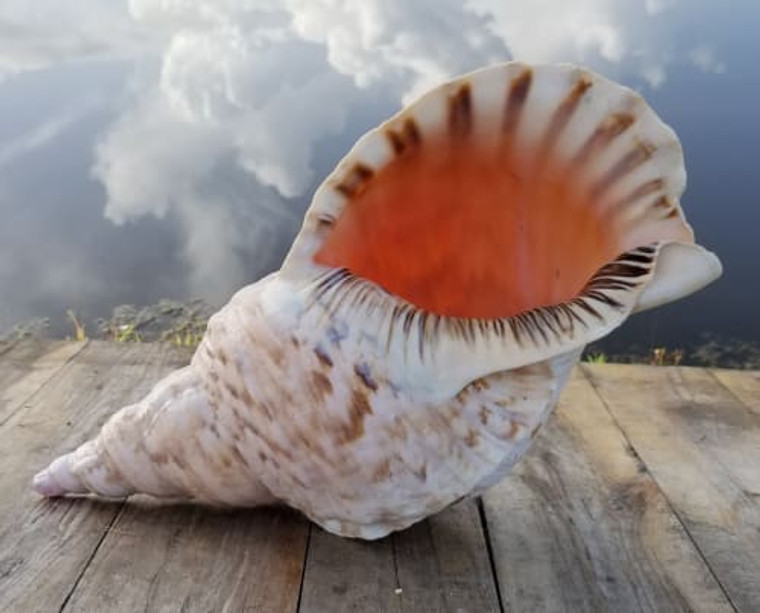 17" Giant Authentic Triton Seashell