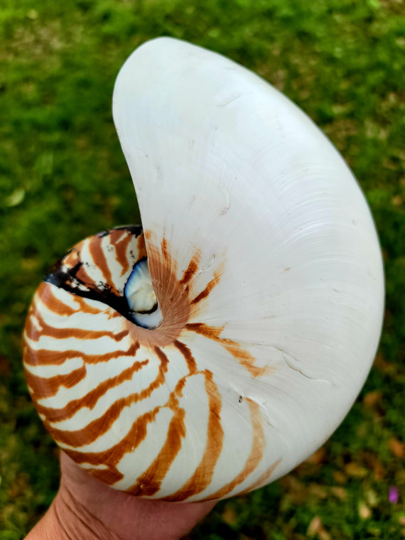 Giant Chambered Nautilus 