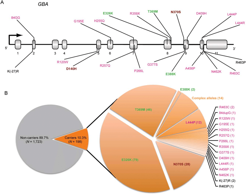 distribution-of-mutations-in-the-gauchers-disease-gene-gba-among-study-patients-with.png