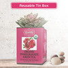 Organic Pomegranate Green Tea