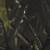 Camo-Green