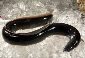 Mens Eel Skin Shoes