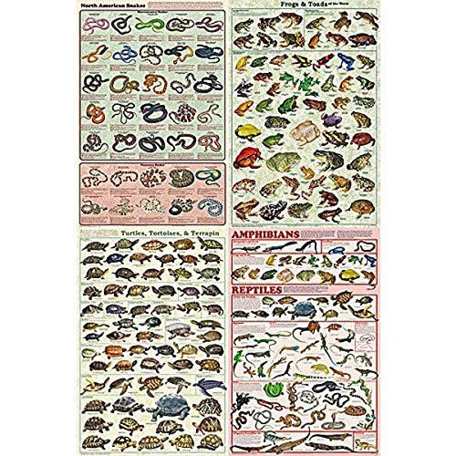 Reptiles And Amphibians Poster Set Of 4, Laminated Certified