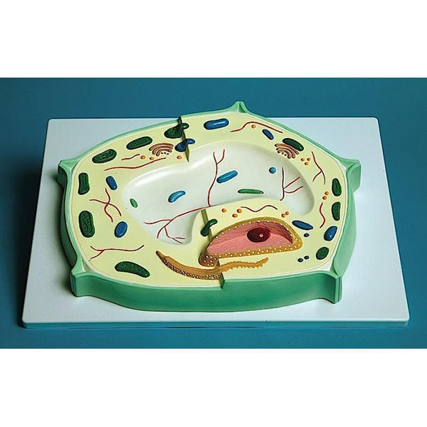 Plant Cell Model | CMTP