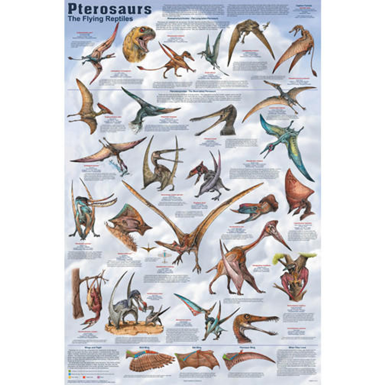 Fischer Technical Company DINOPOS-SET Dinosaur Poster Set, Laminated