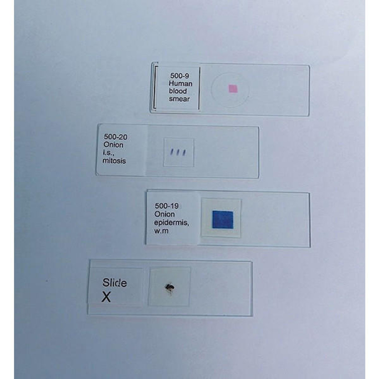 animal cell mitosis slides