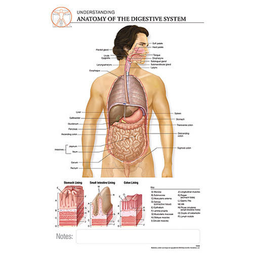 Fischer Technical Company Fischer Technical BS304, Digestive System "Post It" Chart (pk of 10) 