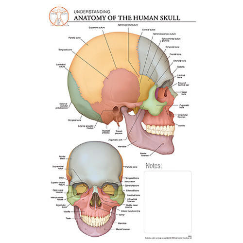 Fischer Technical Company Fischer Technical BS311, Anatomy Of The Skull "Post It" Chart (pk of 10) 