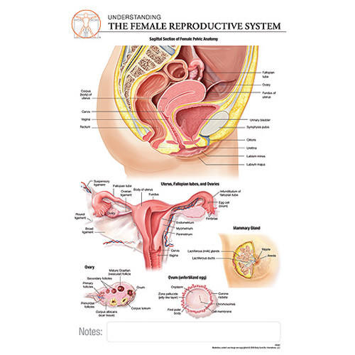 Fischer Technical Company Fischer Technical BS321, Female Reproductive System "Post It" Chart (pk of 10) 