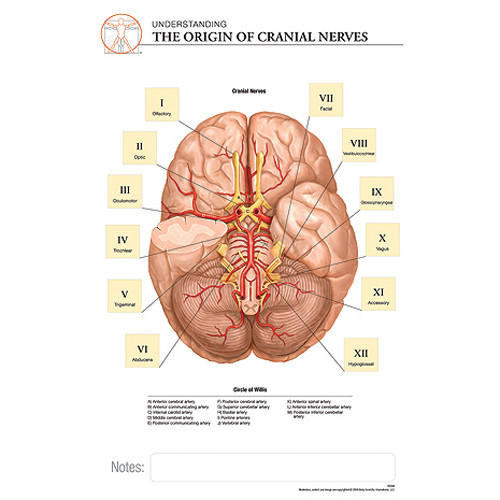 Fischer Technical Company Fischer Technical BS326, Cranial Nerves "Post It" Chart (pk of 10) 