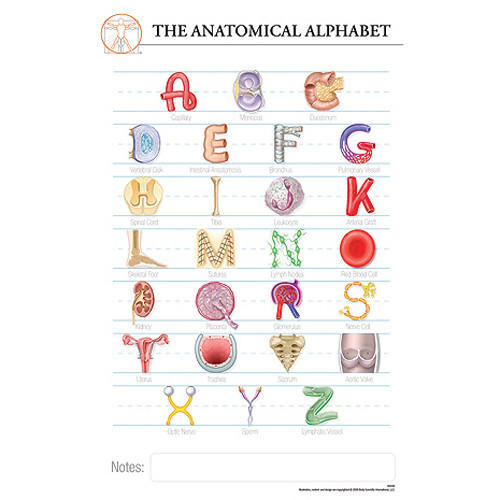 Fischer Technical Company Fischer Technical BS335, Anatomy Alphabet "Post It" Chart (pk of 10) 