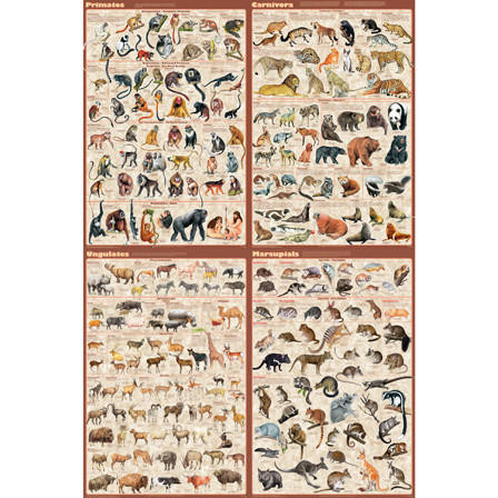 Fischer Technical Company Fischer Technical MAMPOS/SET, Mammals Poster Set Of 4, Laminated 