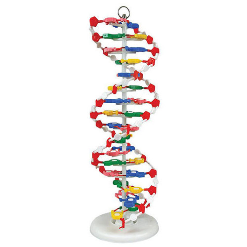  United Scientific DNAM01 Dna model, pre-assembled 