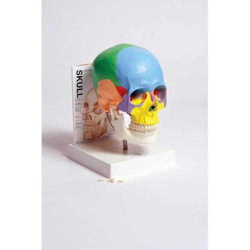  United Scientific MASKU1 Human skull model with fold-out guide 