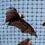  Bird-X NET-STR-100 Structural, Heavy Duty Bird Net, 100 x 14 ft 
