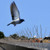  Bird-X SLS-24 Stainless Steel Spikes, Narrow 2.5in width x 24 ft 