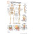 Fischer Technical Company Fischer Technical BS306, Human Skeleton "Post It" Chart (pk of 10) 