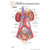 Fischer Technical Company Fischer Technical BS307, Urinary System "Post It" Chart (pk of 10) 