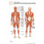 Fischer Technical Company Fischer Technical BS338, Muscular System "Post It" Chart (pk of 10) 