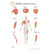 Fischer Technical Company Fischer Technical BS341, Muscle Types "Post It" Chart (pk of 10) 