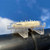 Bird-X Bird Deterrent, Optical Gel, All Natural (24/Pk), clear gel device attached to a pipe for bird control against pests.