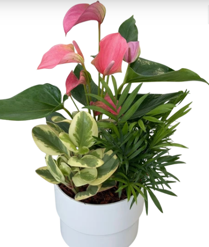 Medium Planter