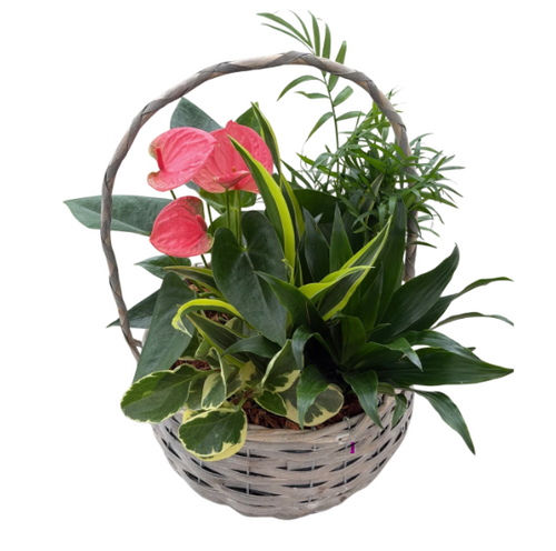 XL Grey Mixed Tropical Basket