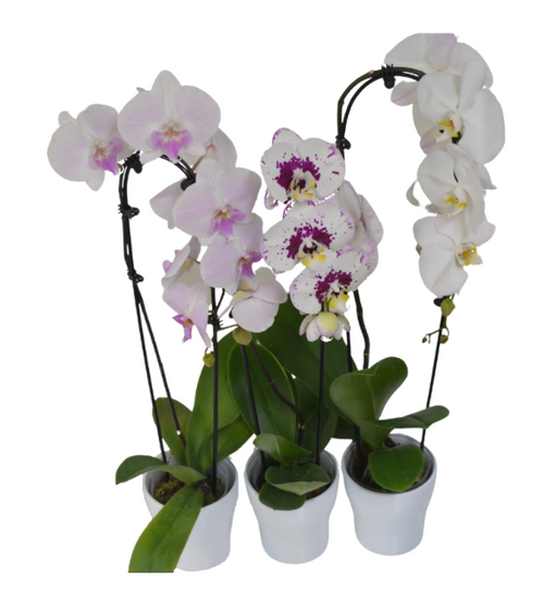 Cascading Orchid- single plant