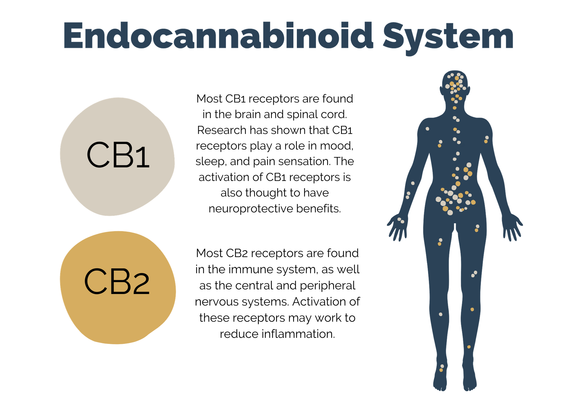 CBD Oil Endocannabinoid System CB1 CB2 Receptors